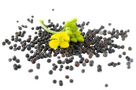 Canola-Seed