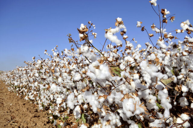 Cotton field