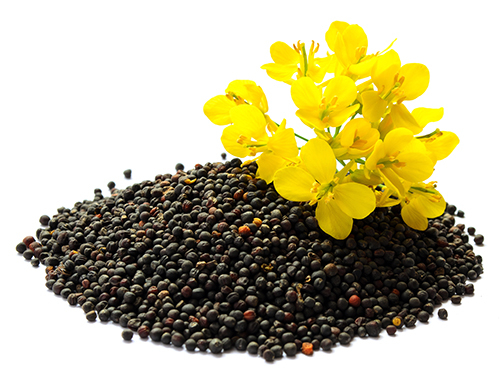 Rapeseed plant with yellow flowers and seeds. Mustard plant yell