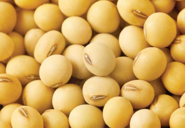 SOYBEAN-SEED