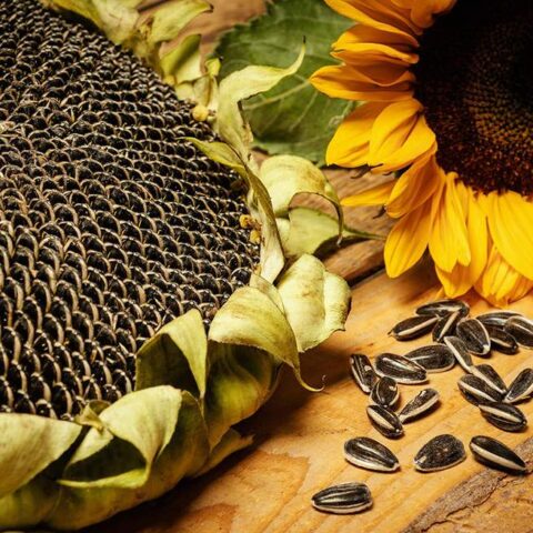 Sunflower-Seed